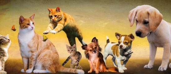 Troubles émotionnels de votre animal : EFT pour animaux