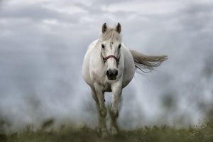Animal en fin de vie