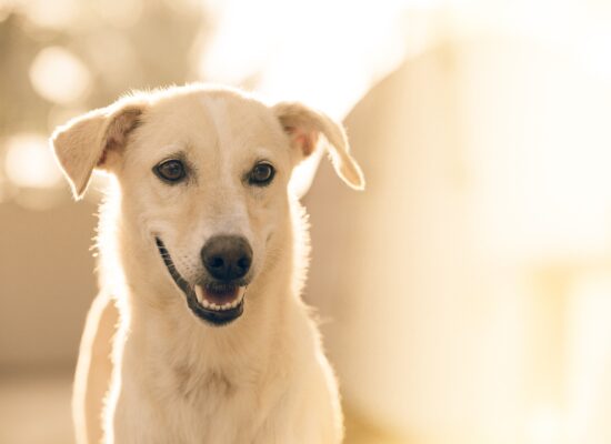 communication animal chien clair