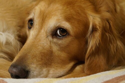 communication animale fin de vie