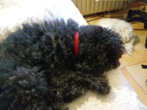 Pourquoi euthanasier son animal : Paco
