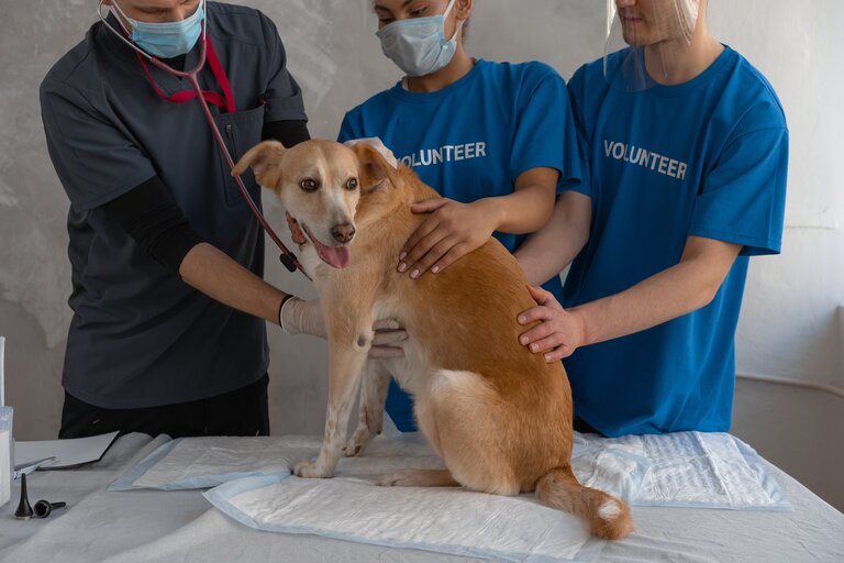 Euthanasier son animal : vétérinaires