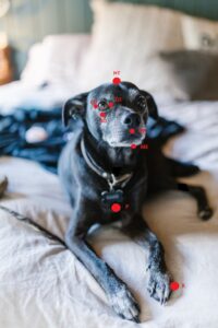 COMMUNICATION ANIMALE EFT CHIEN