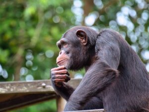 intelligence animale chimpanzé penseur