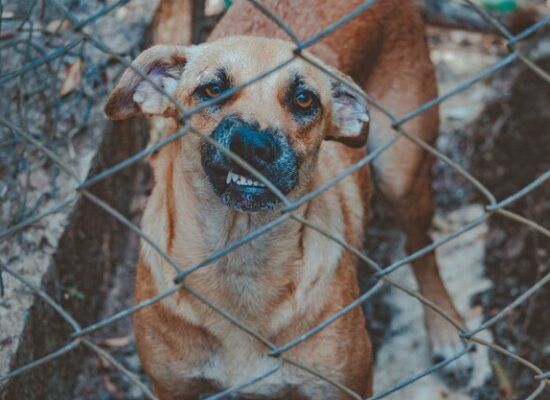 communication animal chien en cage
