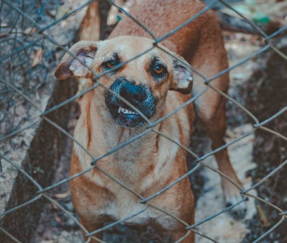 communication animal chien en cage